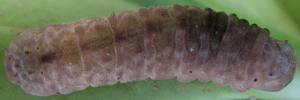 Hypochrysops apollo phoebus - Final Larvae